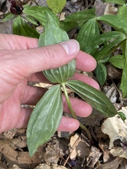 Trillium lancifolium
