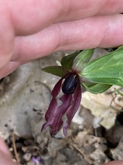 Trillium lancifolium