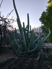 Cactaceae