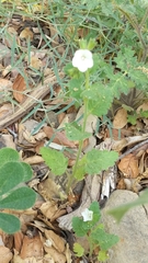 Phacelia viscida albiflora