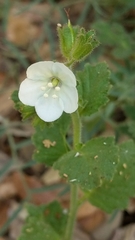 Phacelia viscida albiflora