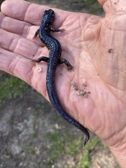 Plethodon glutinosus