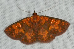 Sarobides inconclusa