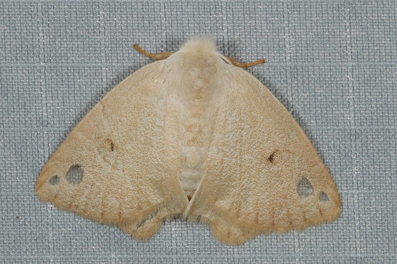 Arctornis obtusa