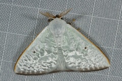 Arctornis poecilonipha