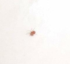 Theridiidae