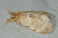 Euproctis inornata