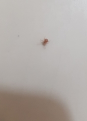 Theridiidae