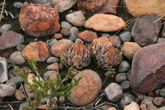 Haworthiopsis fasciata
