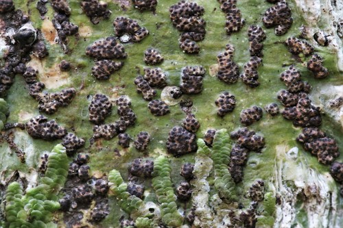 Bathelium carolinianum (Tuck.) R.C.Harris