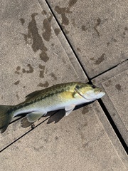 Micropterus henshalli