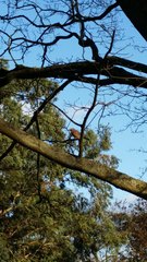 Garrulus glandarius