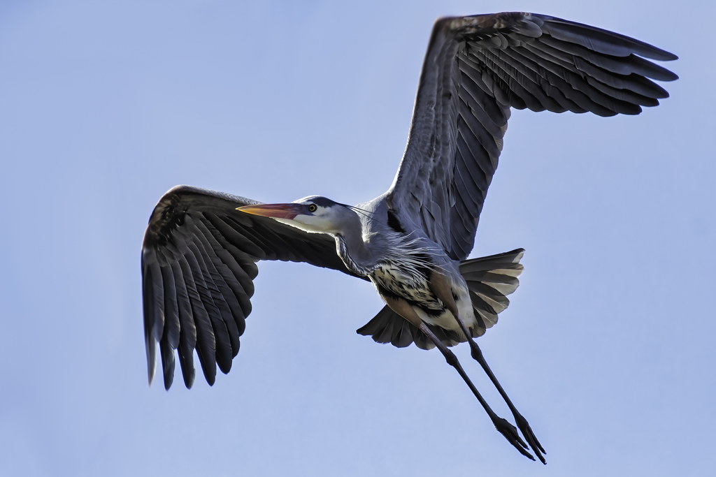 Garza Morena (Ardea herodias) · NaturaLista Mexico