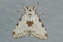 Lymantria brunneiplaga