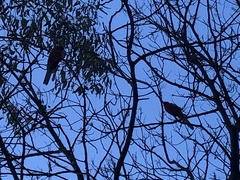 Platycercus elegans elegans