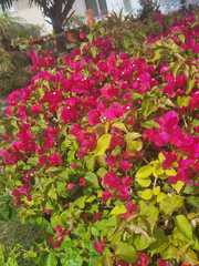 Bougainvillea