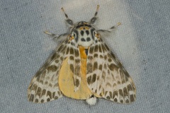 Lymantria minora