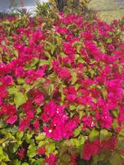 Bougainvillea