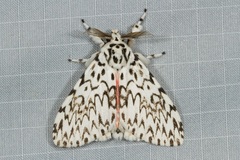 Lymantria singapura