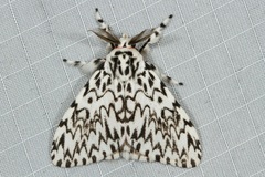 Lymantria singapura