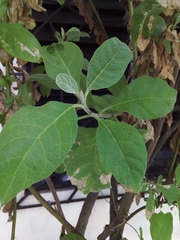 Gymnanthemum amygdalinum
