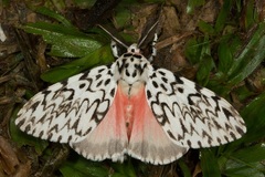 Lymantria singapura