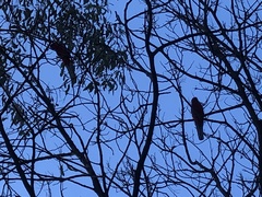 Platycercus elegans elegans