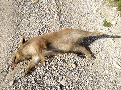 Sus scrofa