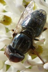 Eristalinus aeneus