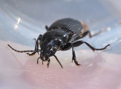 Pterostichus corvinus
