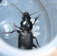Pterostichus corvinus