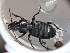 Pterostichus corvinus