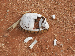 Psammobates tentorius