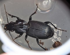 Pterostichus corvinus