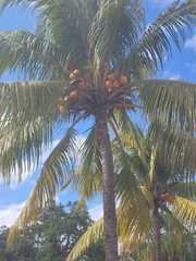 Cocos nucifera