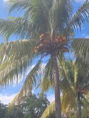 Cocos nucifera