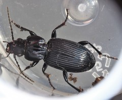 Pterostichus corvinus