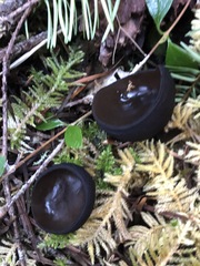 Pseudoplectania melaena