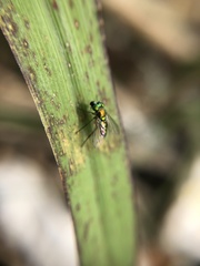 Diptera