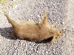 Sus scrofa
