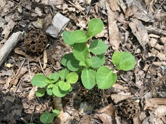 Mertensia virginica