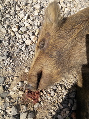 Sus scrofa