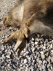 Sus scrofa