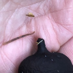 Pseudoplectania melaena