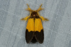 Somena aurantiacoides