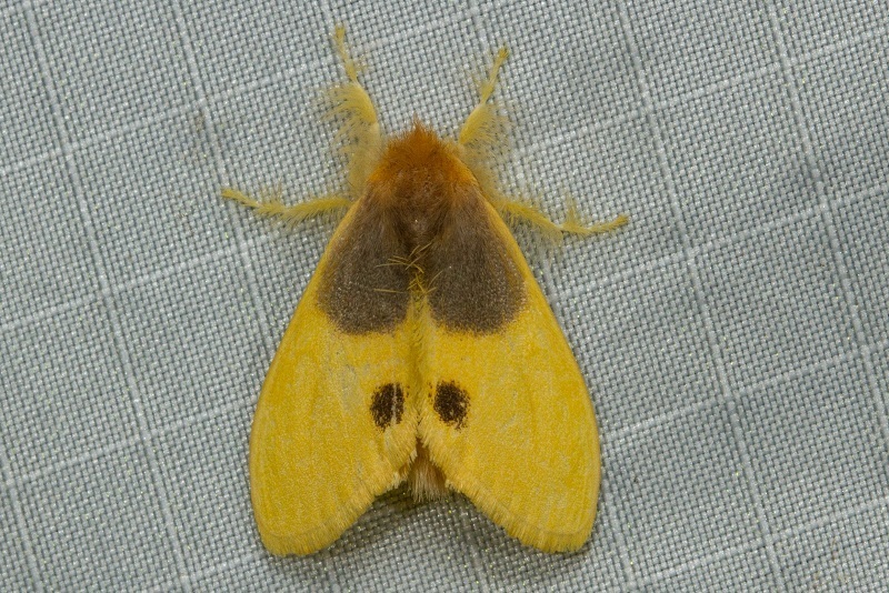Toxoproctis signiplaga