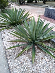 Agave fourcroydes