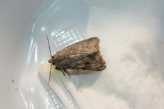 Orthosia incerta