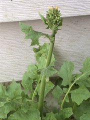 Youngia thunbergiana