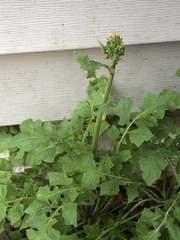 Youngia thunbergiana